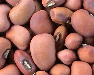豇豆营养价值剖析