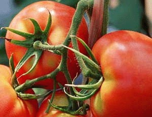 西红柿的营养价值与做法