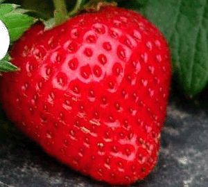 草莓营养价值剖析