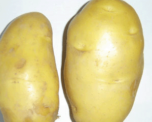 土豆的营养价值与做法