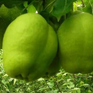 早酥梨的主要营养成分