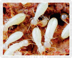 白蚁的食用价值